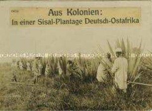 Deutsche Aufseher und afrikanische Arbeiter auf einer Plantage in Deutsch-Ostafrika