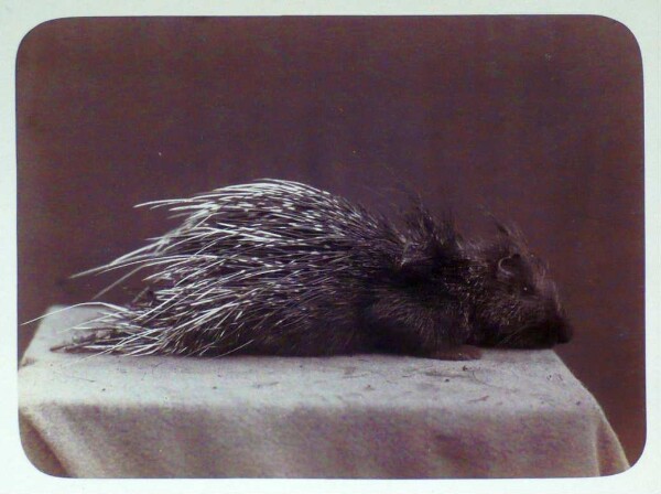 Porcupine