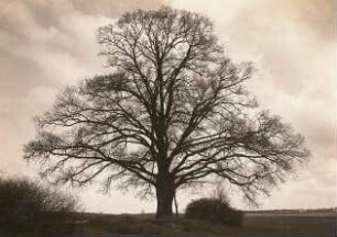 Eiche (Quercus) im Vorfrühling bei Niederrödern
