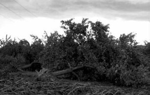 Denzlingen: Sturmschäden, umgelegte Bäume