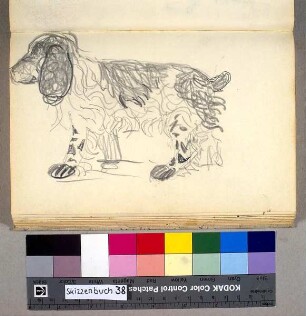 Der Cockerspaniel der Familie Schniewind