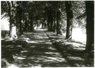 Maxen, Allee
