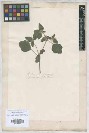 Malva