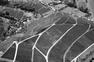 Durbach: Weinberge
