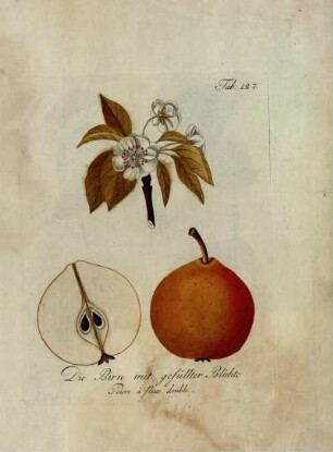 Tab. 127. Die Birn mit gefüllter Blühte [...]