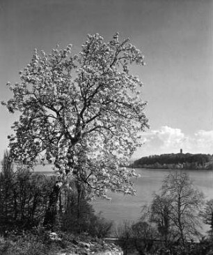 Blühender Strauch am Bodensee mit Blick zur Insel Mainau