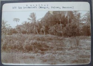 Sansibar. Typ. landschaft (Mangos, Palmen, Bananen)