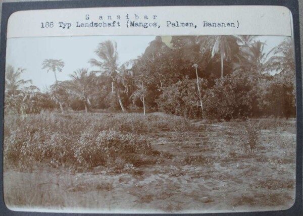 Sansibar. Typ. landschaft (Mangos, Palmen, Bananen)