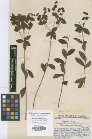 Euphorbia dulcis L.
