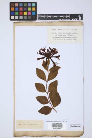Lonicera periclymenum periclymenum L.