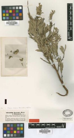 Amygdalus kotschyi Boiss. & Hohen. [isotype]