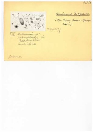 Schwärmende Protoplasten. Reproduktion aus: Anton Kerner von Marilaun, Adolph Hansen "Pflanzenleben 1. Gestalt und Leben der Pflanze", 1896
