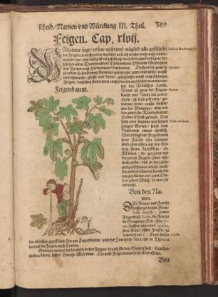 Feigen, Cap. XLVII
