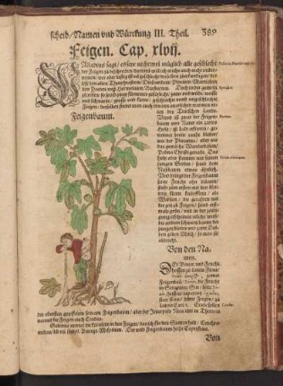 Feigen, Cap. XLVII