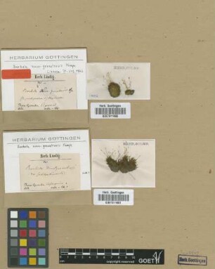 Barbula novo-granatensis Hampe var. Not on sheet subteretiuscula[type]