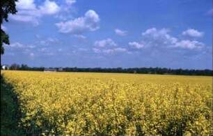 Fotografie: Energietechnik, Energieerzeugung, Biogener Kraftstoff, Raps