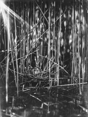 Zwergdommel : Zwergdommel (Ixobrychus minutus Linnaeus) beim Brüten.
