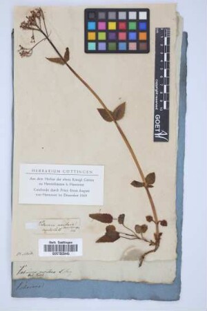 Valeriana montana Jacq.