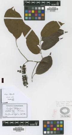 Crudia obliqua Griseb.