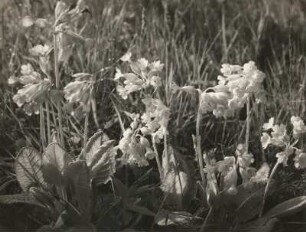 Echte Schlüsselblume (Primula veris) im Sattelberggebiet