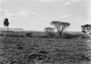 Grasland bei Piracicaba : Eine Graslandschaft in der Nähe von Piracicaba mit einzelnen Bäumen und Hügeln im Hintergrund.