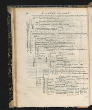 Tabula XXIV.