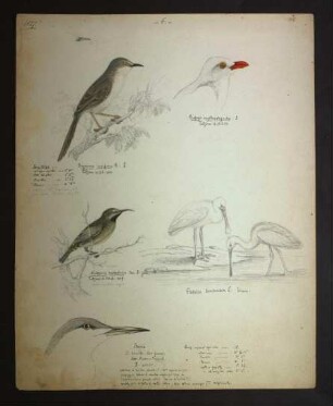 Buphagus erythrorhynchus (Stanley, 1814), Cinnyris habessinicus (Hemprich & Ehrenberg, 1828), Mehrere Zeichnungen nordostafrikanischer Vögel, Platalea leucorodia (Linnaeus, 1758), Prinia rufifrons (Rüppell, 1840), Sterna hirundo (Linnaeus, 1758)
