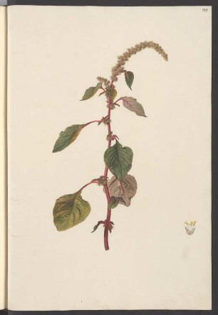 Amaranthus gangeticus, Blatt 199