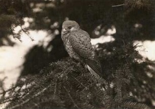 Turmfalke (Falco tinnunculus L.), altes Weibchen