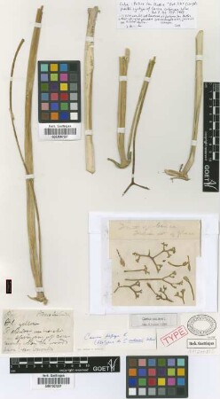 Carica cubensis Solms [syntype]