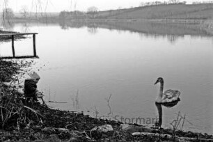 Moorteich: rechts Schwan im Wasser: links Kleinkind an Ufer: dahinter Steg: hinten Knicklandschaft