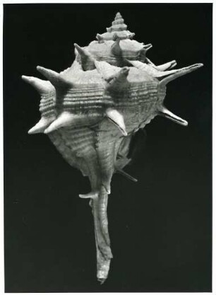 Schnecke