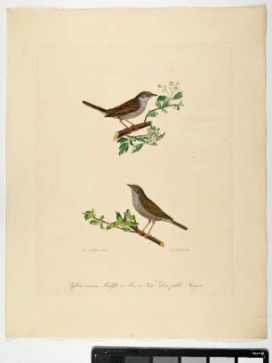 Sylvia cinerea. Bechst. 1. Mas. 2. Fem. Der fahle Sänger. - Dorngrasmücke. Sylvia communis; mas. fem. - Zeichner: Ambrosius Gabler; Stecher: Johann Carl Bock
