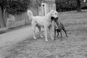Hunde : Hunde