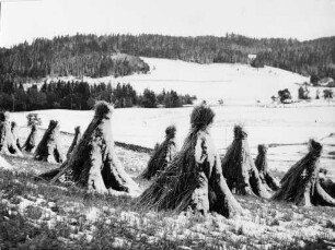 Getreidegarben im Schnee