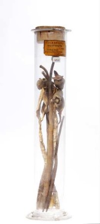 Rhizophora mucronata Poir aus Sansibar (Tansania)