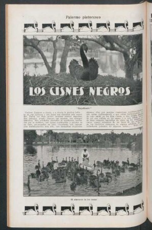 Los cisnes negros : Palermo pintoresco