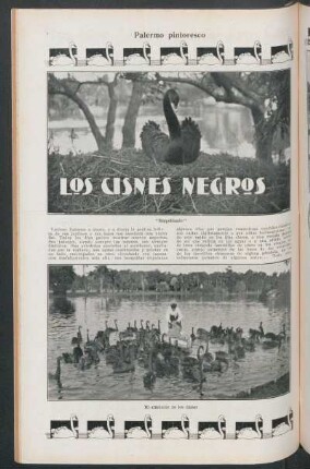 Los cisnes negros : Palermo pintoresco