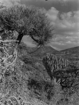 Drachenbaum : Ein Drachenbaum im abessinischen Hochland