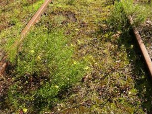 verrostete Gleise an der stillgelegten Bahnstrecke Aschersleben-Quedlinburg am Nordrand des Harzes
