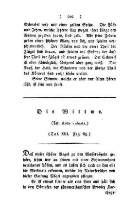 ¬Die¬ Wittwe : (Lat. Anas viduata) ; Taf. XIII, Fig. 63