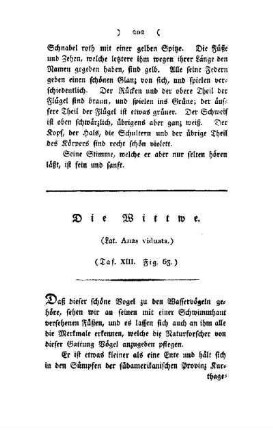 ¬Die¬ Wittwe : (Lat. Anas viduata) ; Taf. XIII, Fig. 63