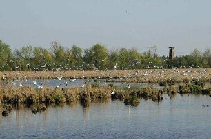 Deutschlands wilde Vögel - Teil 2 - Die Reise geht weiter