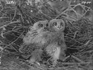 Junge Uhus : Hamlesch/Siebenbürgen, zwei junge Uhus (Bubo bubo Linnaeus) im Horst.