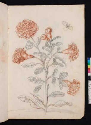 Granatenblüte nach Maria Sibylla Merian, Blumenbuch, Faszikel II, Taf. 11