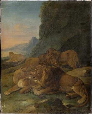 Löwenrudel in felsiger Landschaft