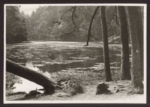 Donoperteich im Naturschutzgebiet. Detmold. Hiddesen. Papierabzug