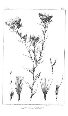 Engelmannia pinnatifida, Torr. & Gr.