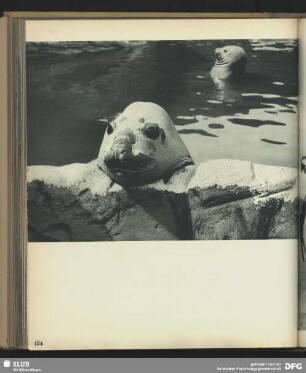 See-Elefanten