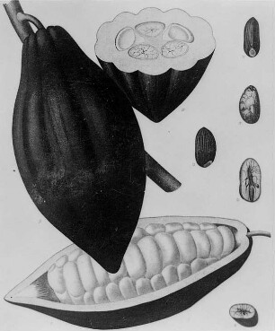 Theobroma Cacao (farbig) : Technikgeschichte | Technik und Wirtschaft | Kakao